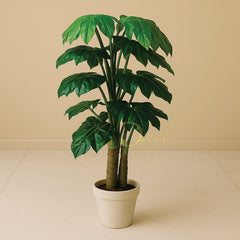 Star Leaf Double Mudi Plant (5 Feet)