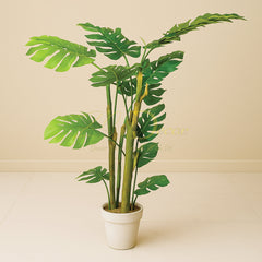 Monstera Wooden Plant(5 Feet Approx)