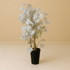 White Star Leaf(5 Feet)