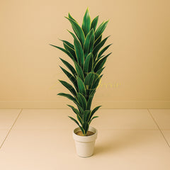 Snake Plant (M)(4.4feet Approx)