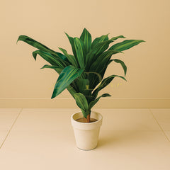 Spider Plant(2.5feet Approx)