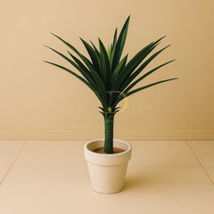 Single Aloe Vera (S)(2.3feet Approx)