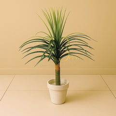 Single Multi Color Aloe Vera (S)(2.6feet Approx)