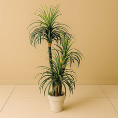 Multi Color Aloe Vera Palm (6 Feet Approx)