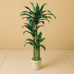 Wheat 3Stick Plant (L) (6.5) Feet Approx)