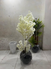 White Cherry Blossom Plant With Fiber Round Pot (6.5 Feet Approx)