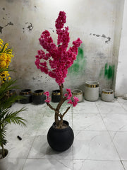 Pink Cherry Blosssom Plant With Round Fiber Pot (5.5 Feet Approx)