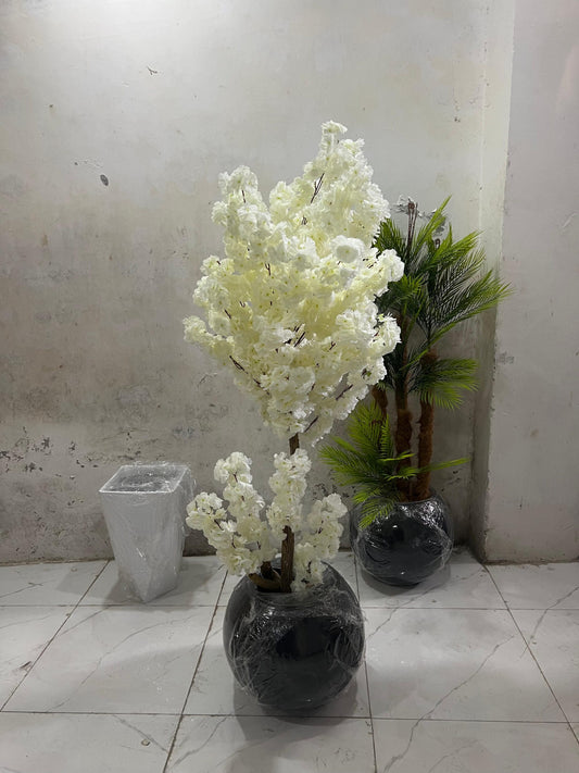 White Cherry Blossom Plant With Fiber Round Pot (6.5 Feet Approx)