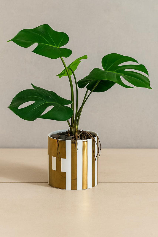 Monstera Table Plant With Ceramic Pot (Cd 4) (9inch Approx)