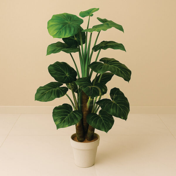 Money leaf Tripple Mudi Plant (3.4 Feet Approx)