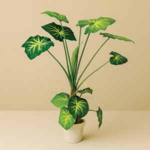 Alocasia Leaf Plant(3 Feet Approx)