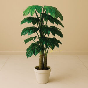 Star Leaf Double Mudi Plant (4.4 Feet)