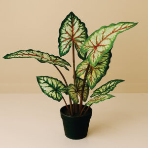 Alocasia macrorrhizos Stick Plant (3 Feet Approx)
