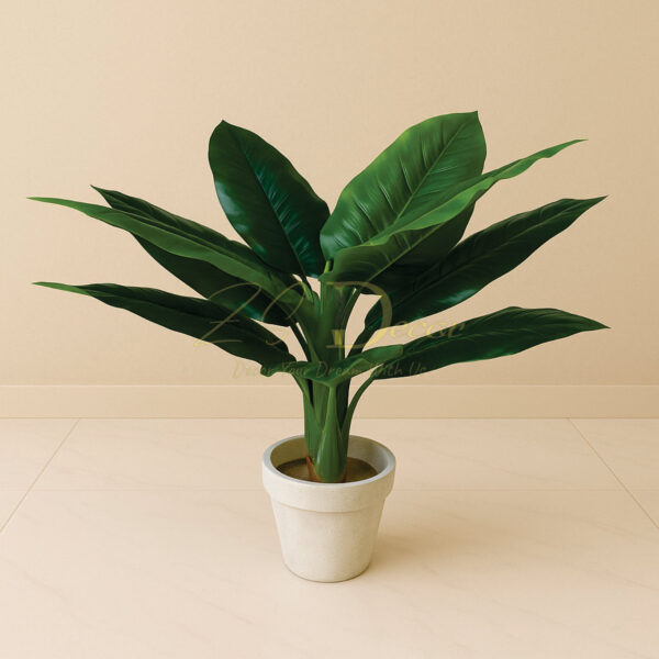 Banana Leaf Single Plant (S) (2.8 Feet Approx)