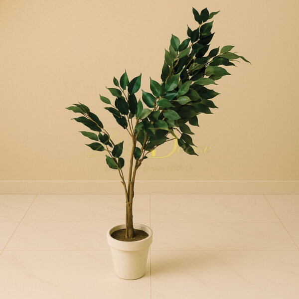 Imli Leave Single Stick Plant (3 Feet Approx)