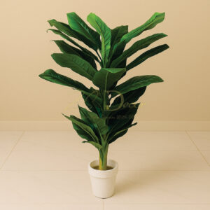 Banana Leaf Single Plant (M)(3.5 Feet Approx)