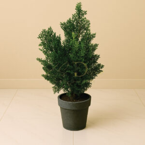 Buxus  Plant (S) (2 Feet Approx)