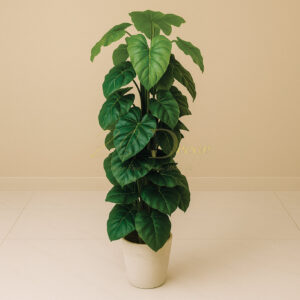 Dark Green Leaf Bail Plant (L)(6 Feet Approx)