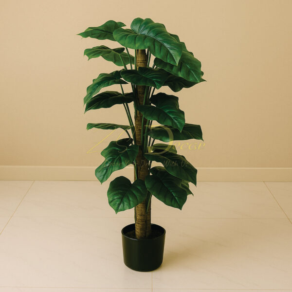 Money Leaf Bail Plant (4 Feet Approx)
