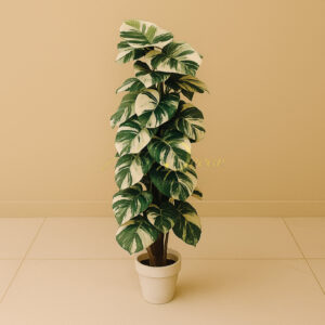 Yatai Leaf Bail Plant( 6 Feet)