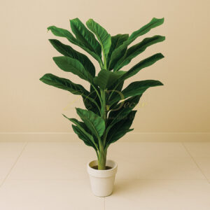 Banana Leaf Single Plant (L)