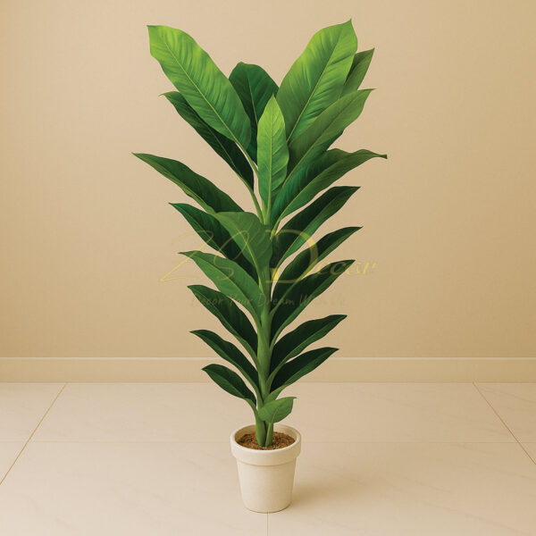 Banana Leaf Single Plant (XL)(6.2 Feet Approx)