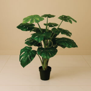 Cut Leaf Pipe Plant(4 Feet Approx)