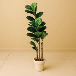 Fiddle 3 Sticks Plant (5.5 Feet Approx)