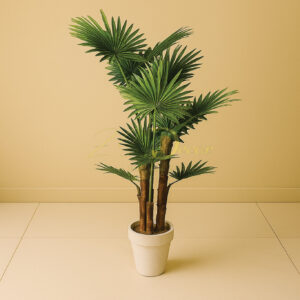 Gola Palm Plant 3 Stick (5 Feet Approx)