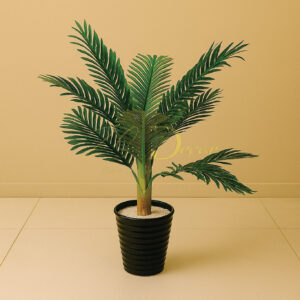 Full Palm Plant (S)(3feet Approx)