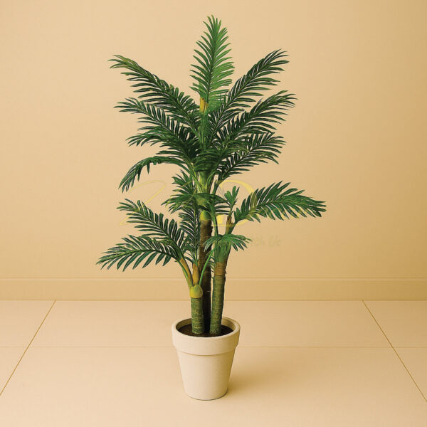 Chinese Bail Mudi Palm Plant(5.4feet Approx)