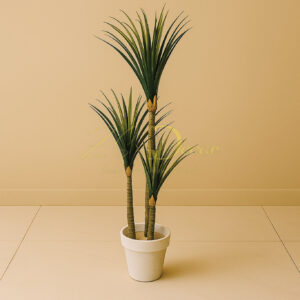 Aloe Vera 3Stick Plant(4 Feet Approx)