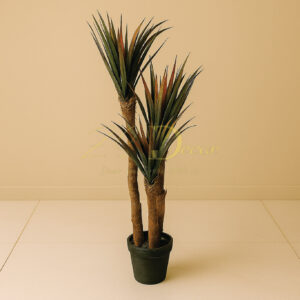 Aloe Vera 3 Coconut Stick Plant(4 Feet Approx)