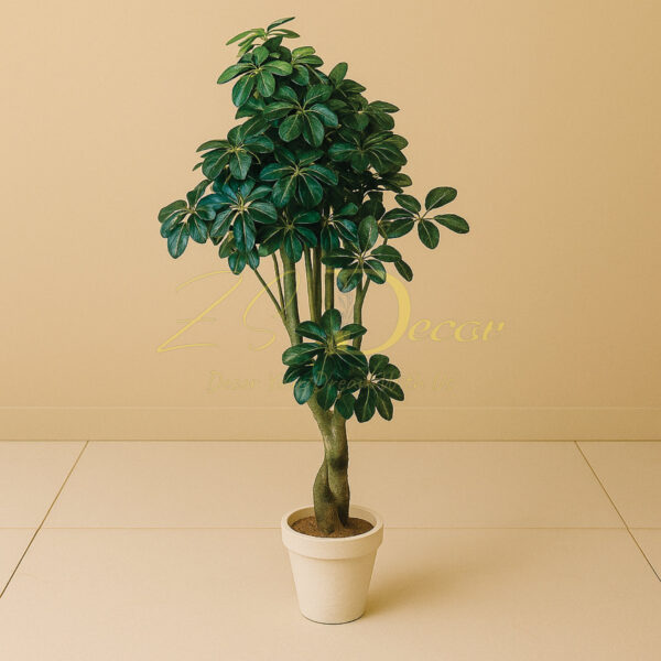 Chiku Leaf Plant (L)(5 Feet Approx)