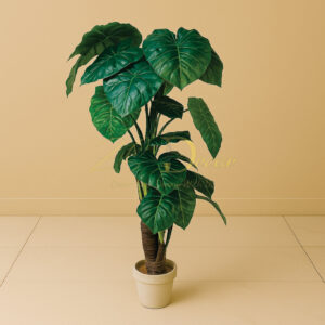 Chinese Mudi Taro Elephant Ear Plant(5.3 Feet Approx)