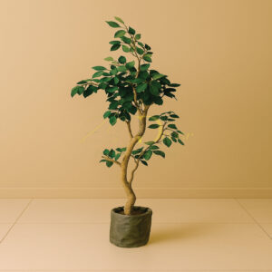Ficus Leaf Plant(5 Feet)