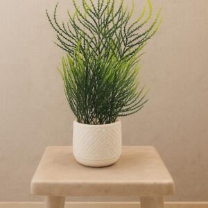 Table Plants With Green Fillers (9inch Approx) (Cd 1)