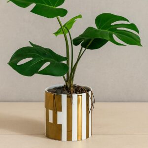Monstera Table Plant With Ceramic Pot (Cd 4) (9inch Approx)