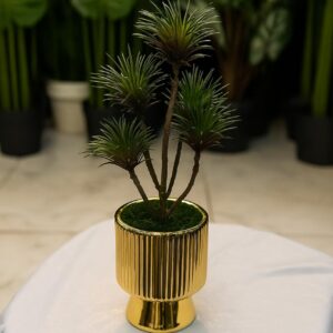 Beautifull Podocarpus Plant With Ceramic Pot(Cd 13)(9inch Approx)