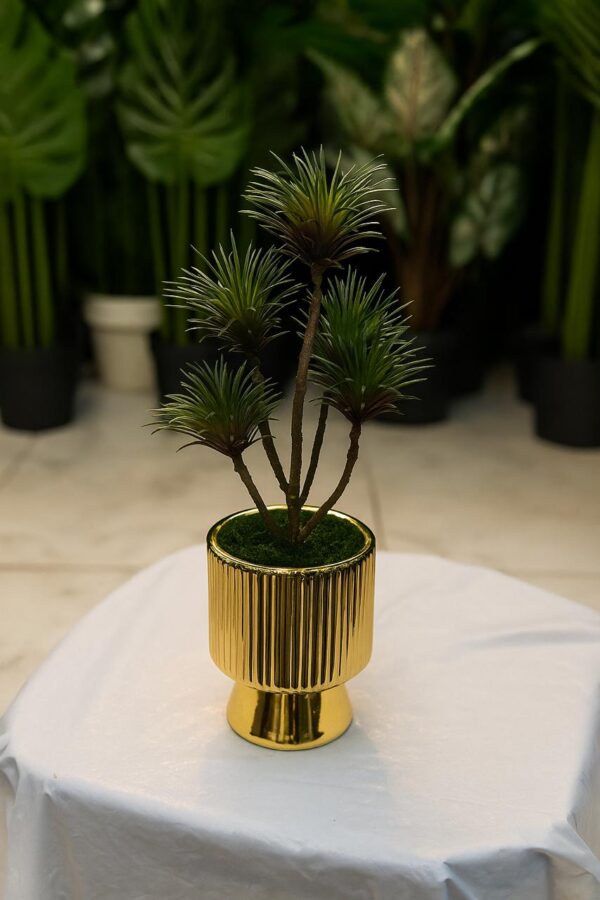 Beautifull Podocarpus Plant With Ceramic Pot(Cd 13)(9inch Approx)