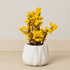 Forever Blooming – Baby Blossoms in Diamond Shaped Ceramic Pot (9inch Approx)