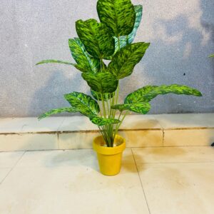 Artificial Beautiful Dumb Cane Plant.(2 Feet Approx)