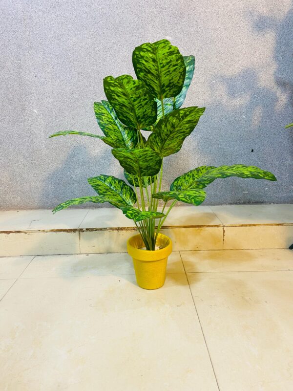 Artificial Beautiful Dumb Cane Plant.(2 Feet Approx)
