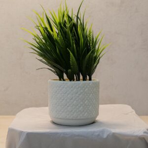 Green Attractive Table Plants (Cd3) (9inch Approx)