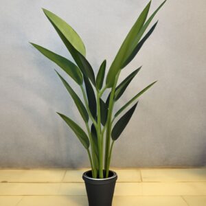 Matt Leaf Bird Of Paradise Plant(5,2 Feet Approx)