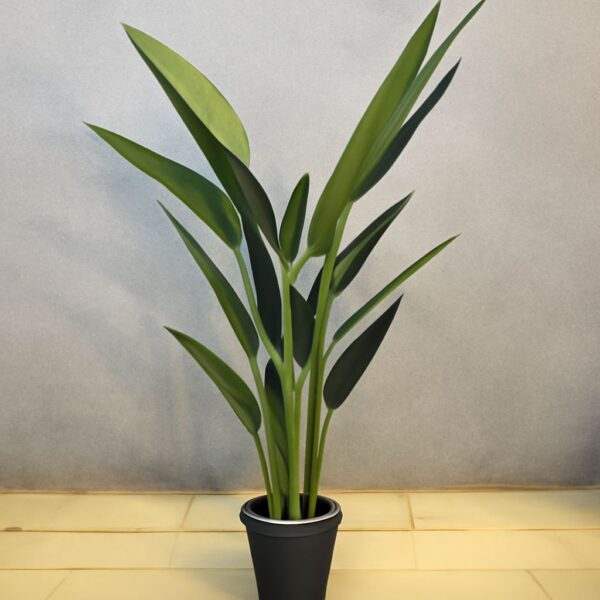 Matt Leaf Bird Of Paradise Plant(5,2 Feet Approx)