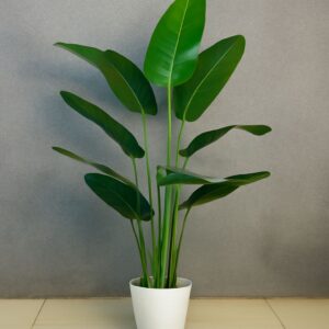 Banana Sticks Plant (6.4 Feet Approx)