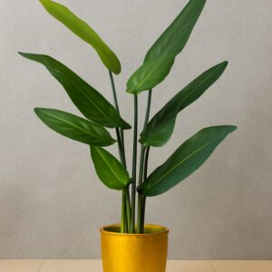 Banana Sticks Plant (3.6 Feet Approx)
