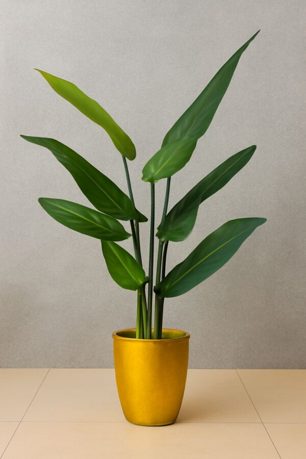 Banana Sticks Plant (3.6 Feet Approx)